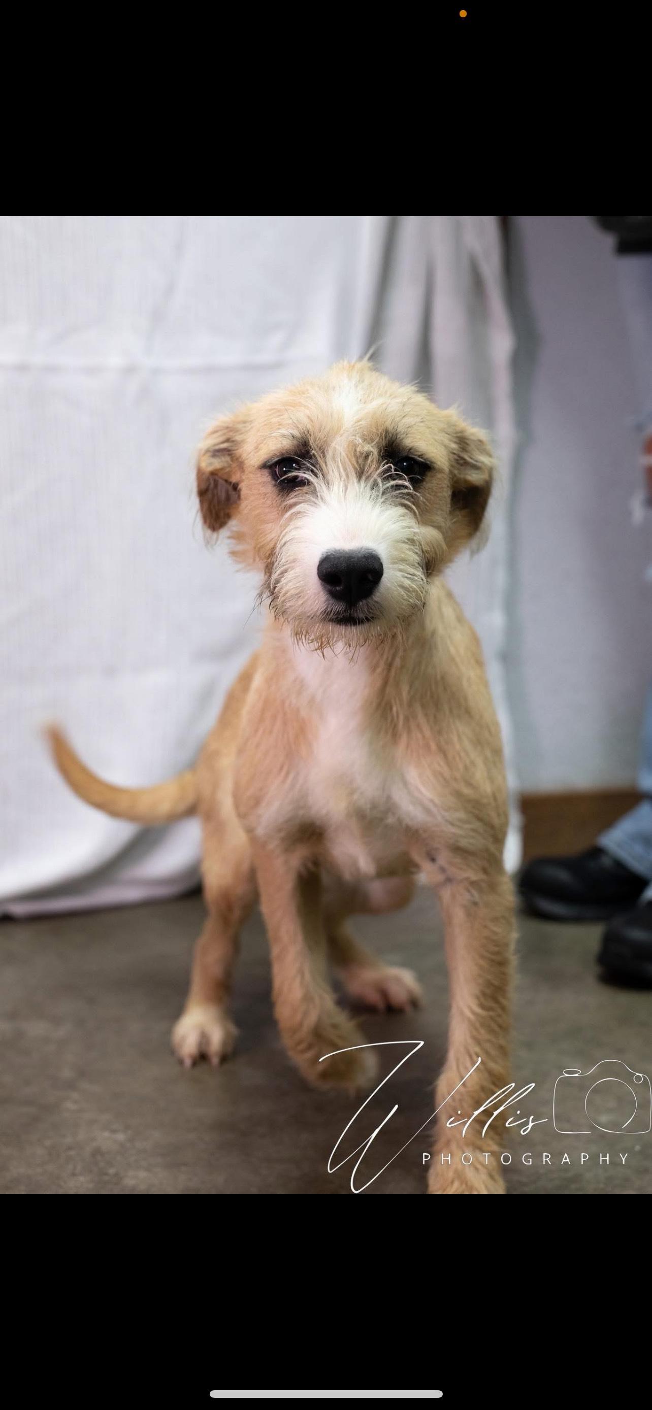 Enlarge Zoey, a ADOPTABLE mixed breed in Stormville, NY image 1/1