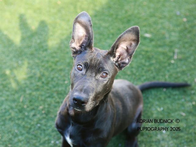 Enlarge MARCUS, a Adoptable Mixed Breed in Nashville, TN image 1/1