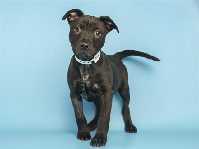 Enlarge MANGO, a Adoptable mixed breed in Phoenix, AZ image 1/1