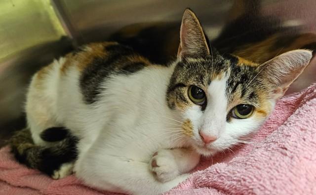 Enlarge PENELOPE, a Adoptable Domestic Short Hair in Decatur, IL image 1/1