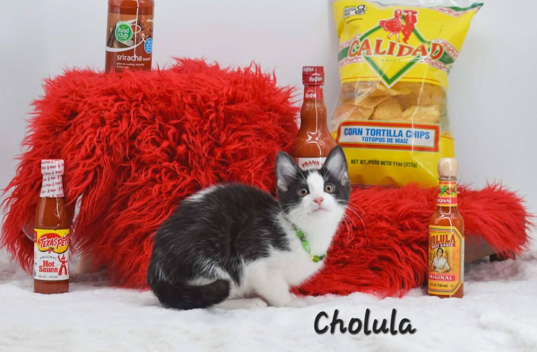 Cholula, ADOPTABLE, Kitten Female Domestic Short Hair.