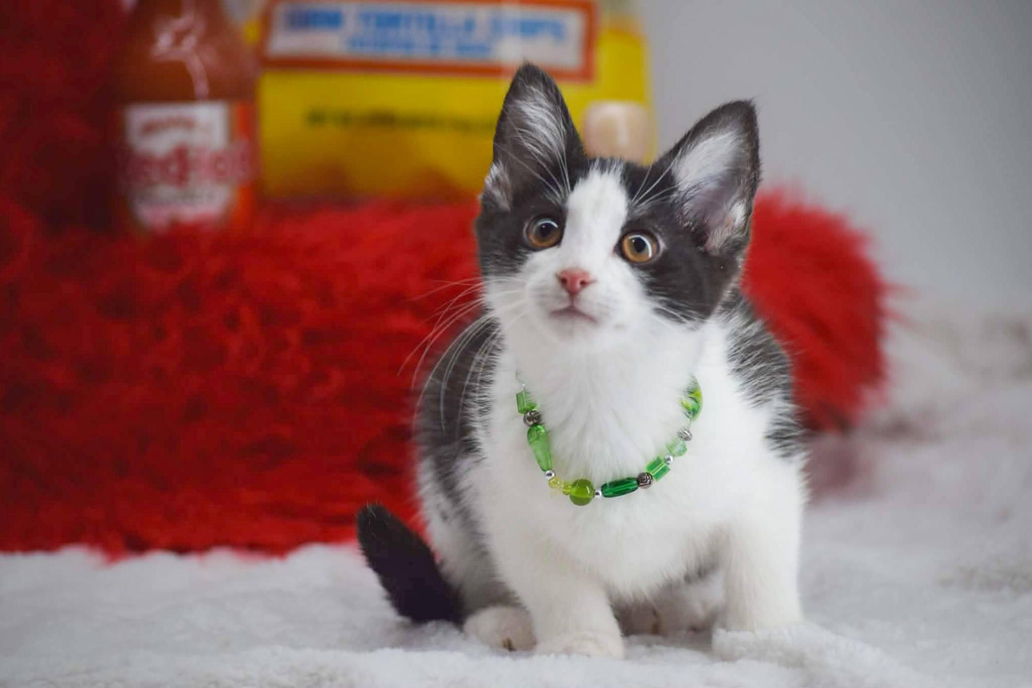 Enlarge Cholula, a ADOPTABLE Domestic Short Hair in Sevierville, TN image 3/4