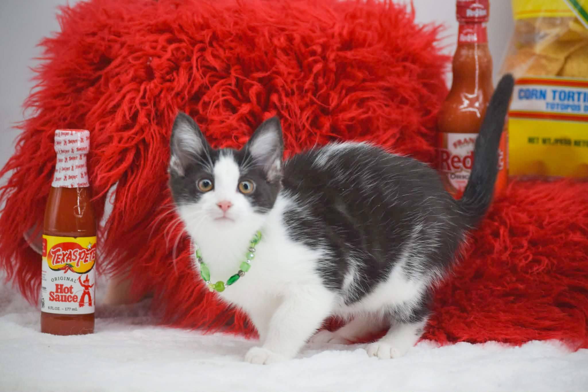 Enlarge Cholula, a ADOPTABLE Domestic Short Hair in Sevierville, TN image 2/4