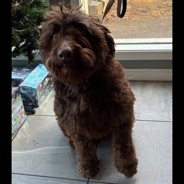 Enlarge Boden, an adopted mixed breed in Denver, CO image 3/3