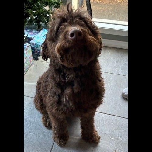 Enlarge Boden, an adopted mixed breed in Denver, CO image 1/3