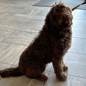 Enlarge Boden, an adopted mixed breed in Denver, CO image 2/3