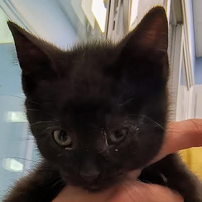 Obsidian, a Adoptable American Shorthair in Blue Earth, MN image 1/2