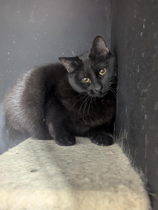 Obsidian, a Adoptable American Shorthair in Blue Earth, MN image 1/3