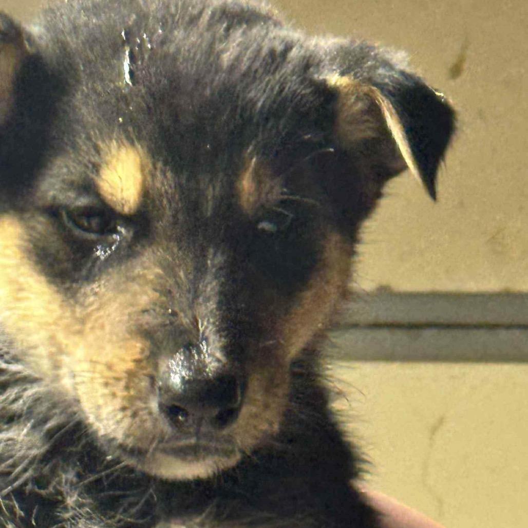 Enlarge Thor, a Adoptable mixed breed in Tacoma, WA image 1/3