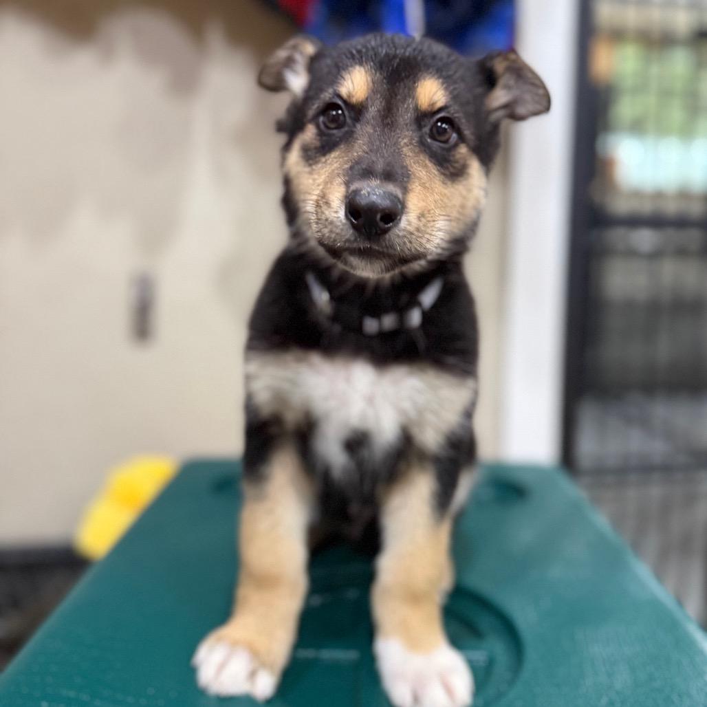 Enlarge Thor, a Adoptable mixed breed in Tacoma, WA image 2/3