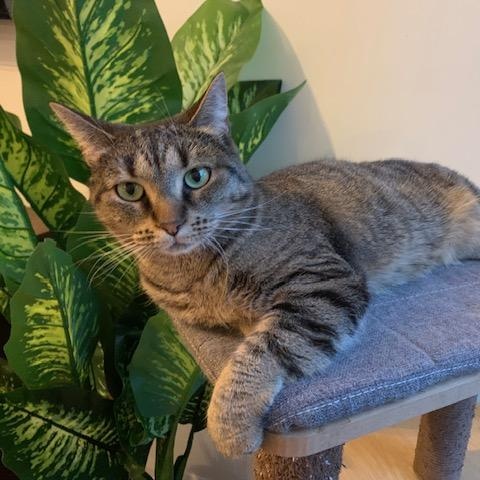 Zaza