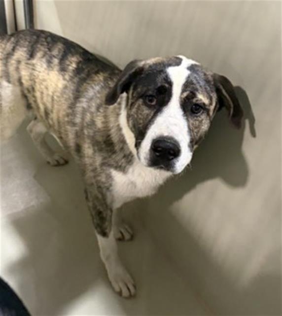 Enlarge John Boy, an adoptable mixed breed in Thousand Oaks, CA image 5/5