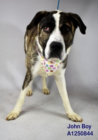Enlarge John Boy, an adoptable mixed breed in Thousand Oaks, CA image 4/5