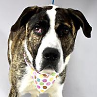John Boy - WAITING FOR HIS FOREVER HOME, adoptable, Young Male Catahoula Leopard Dog.