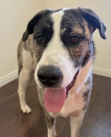 Enlarge John Boy, an adoptable mixed breed in Thousand Oaks, CA image 1/5