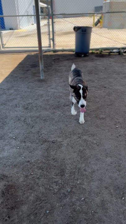 Enlarge John Boy, an adoptable mixed breed in Thousand Oaks, CA video 2/5