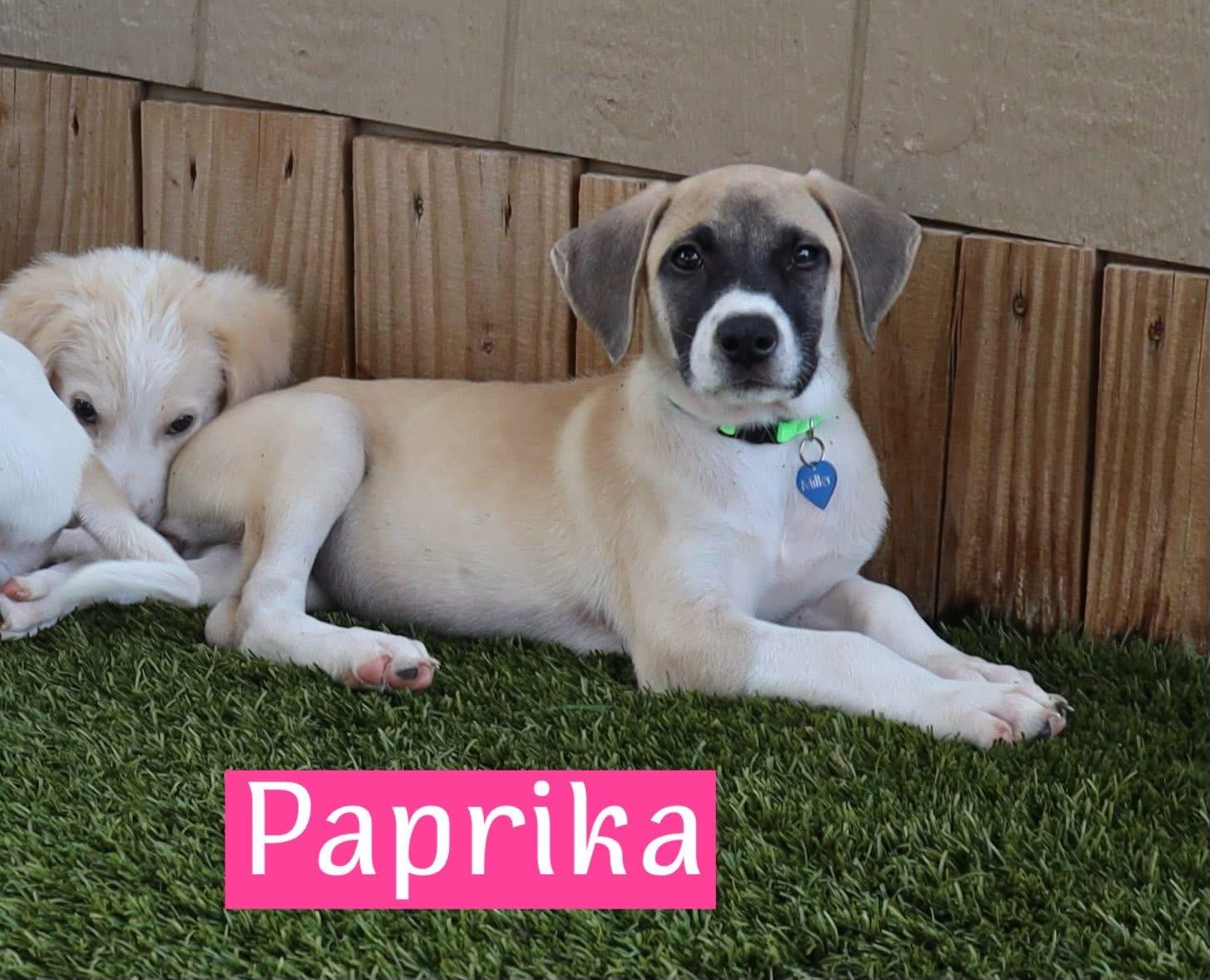 Paprika, Baby Female unknown
