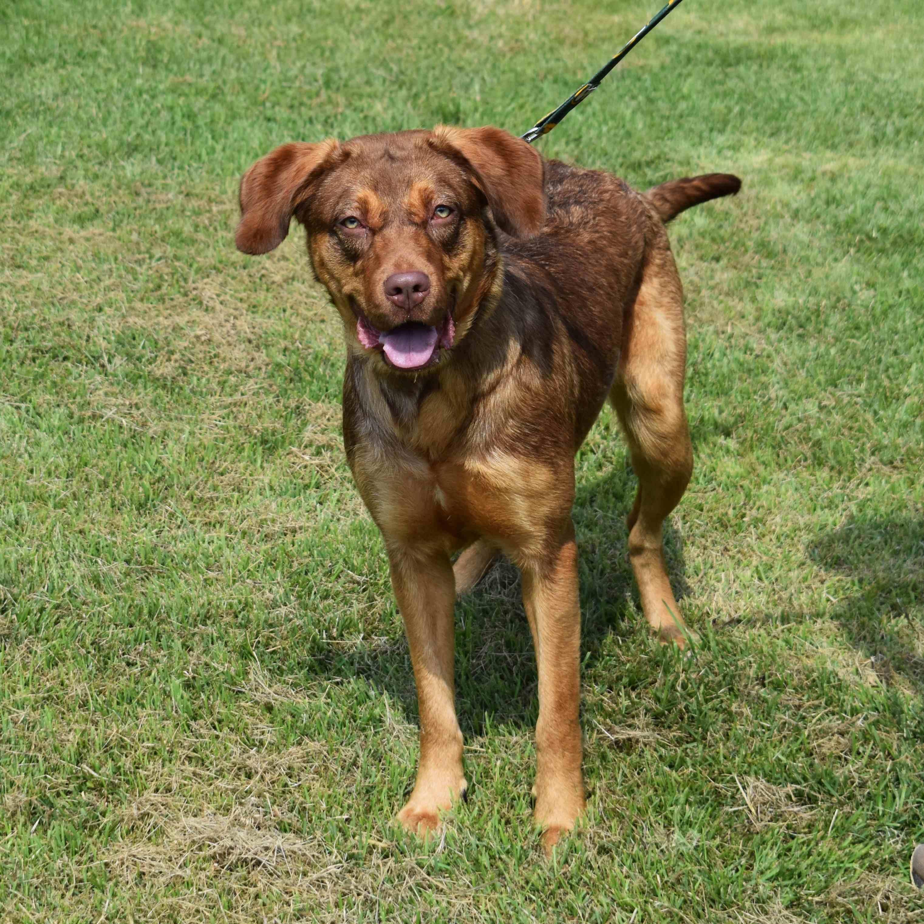 Jackie, a Adoptable Mixed Breed in Searcy, AR image 4/6
