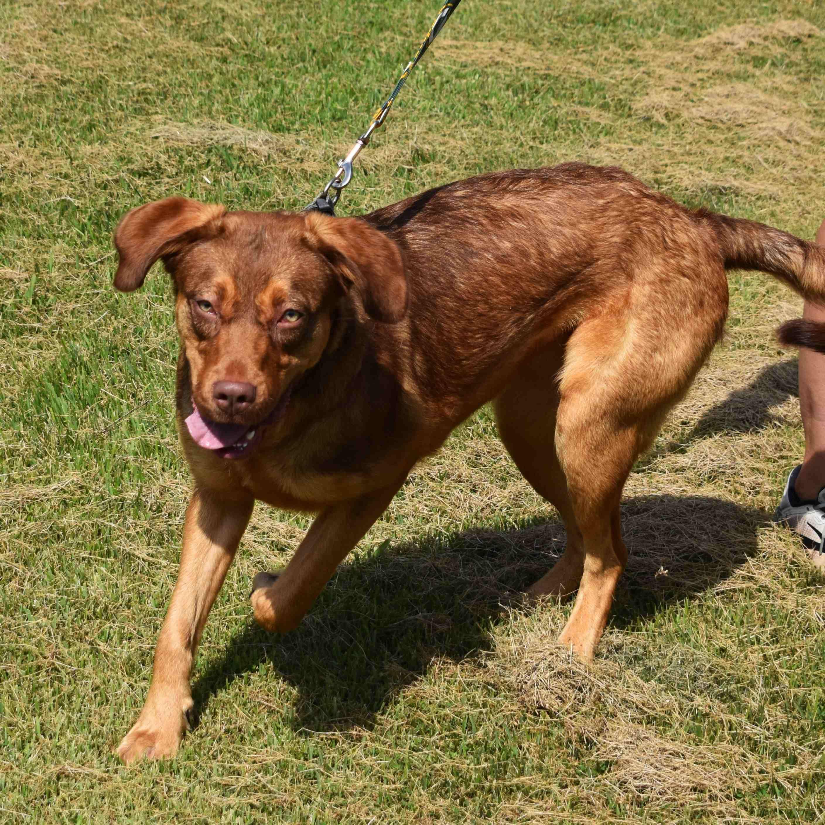 Jackie, a Adoptable Mixed Breed in Searcy, AR image 6/6