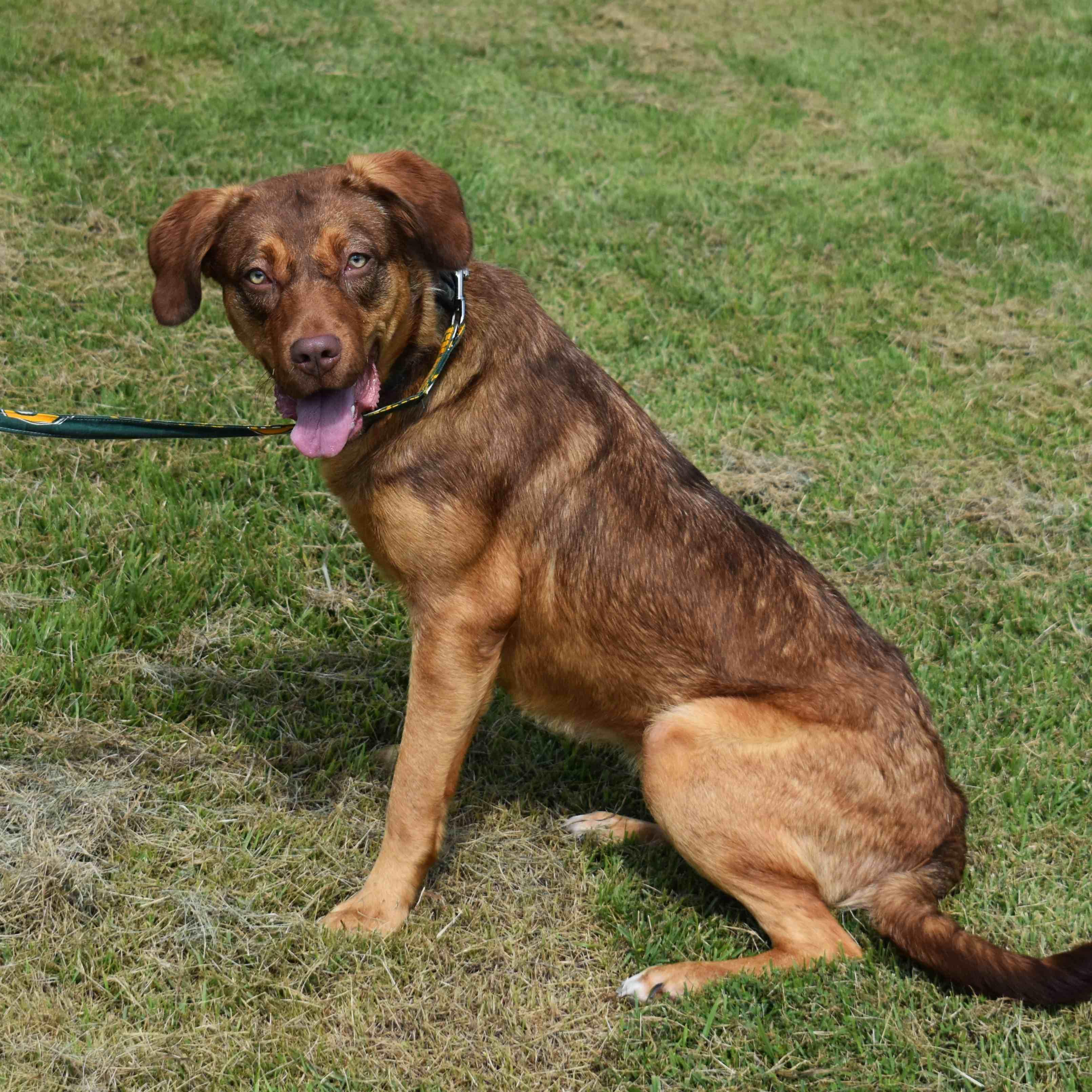 Jackie, a Adoptable Mixed Breed in Searcy, AR image 3/6