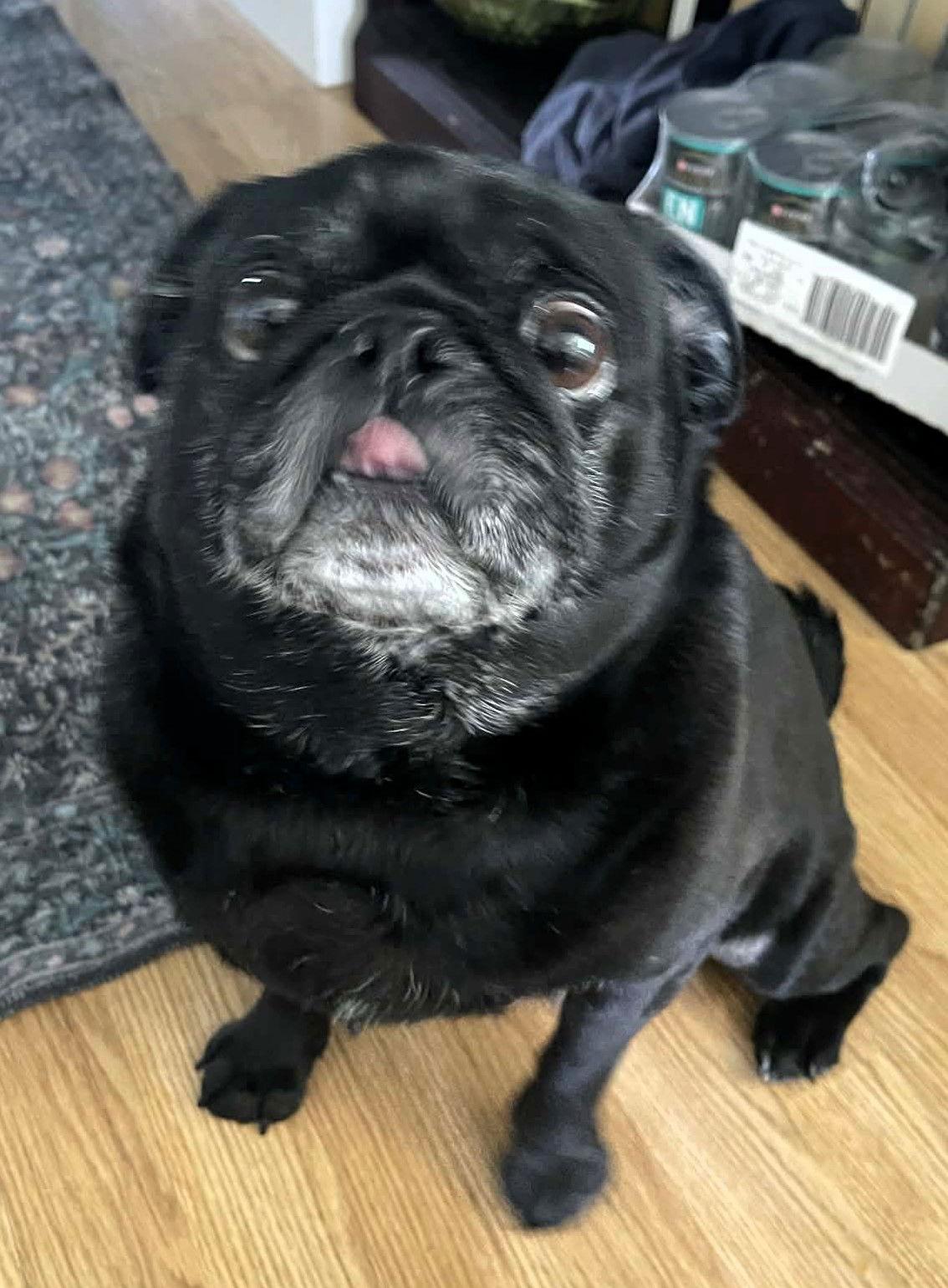 Bruce, Adoptable, Adult Male Pug.