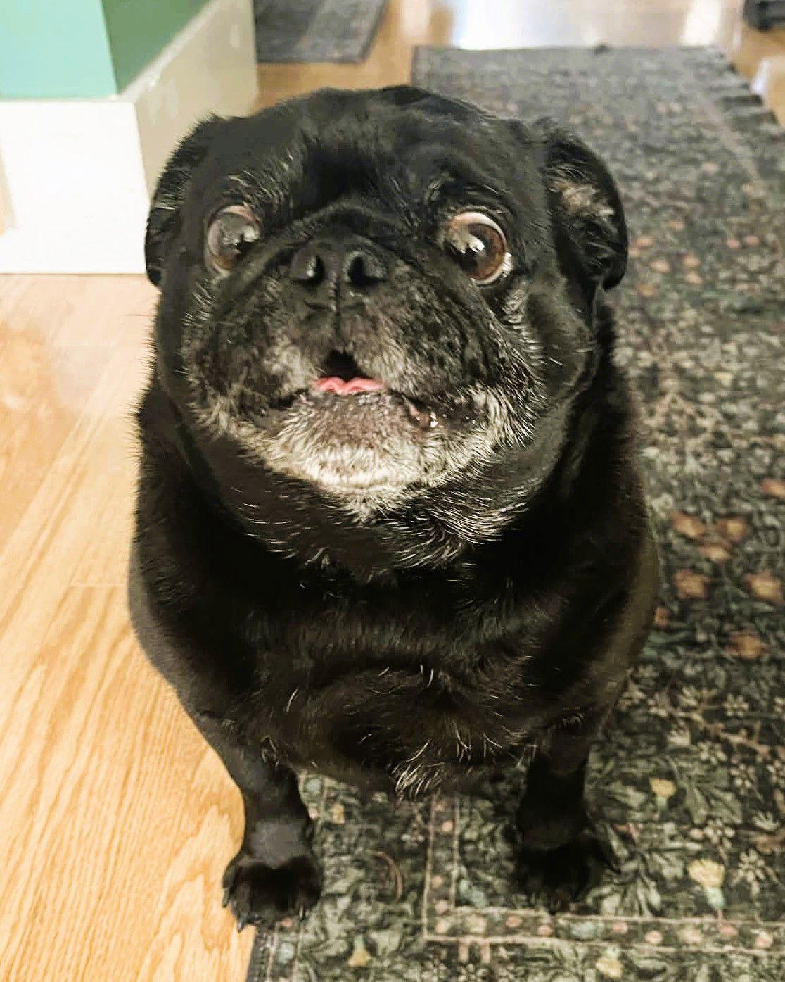 Enlarge Bruce, a Adoptable Pug in Pelham, MA image 2/3