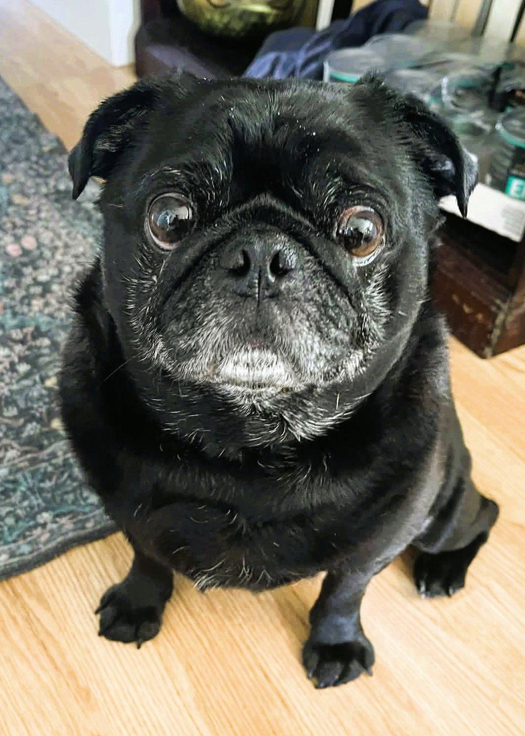 Enlarge Bruce, a Adoptable Pug in Pelham, MA image 3/3