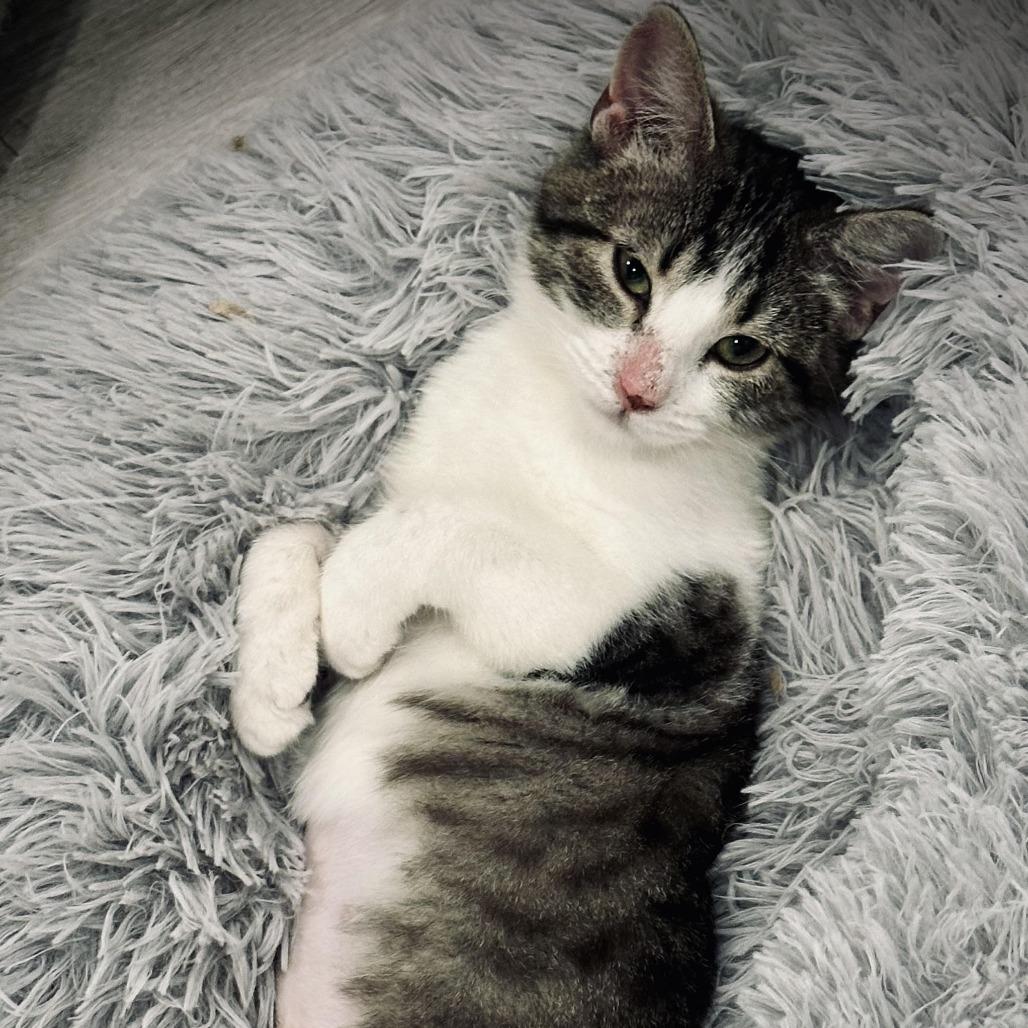 Skye, Adoptable, Young Female Domestic Short Hair.