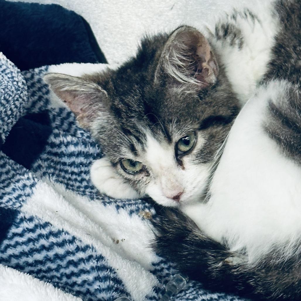 Enlarge Skye, a Adoptable Domestic Short Hair in Fort Worth, TX image 2/2