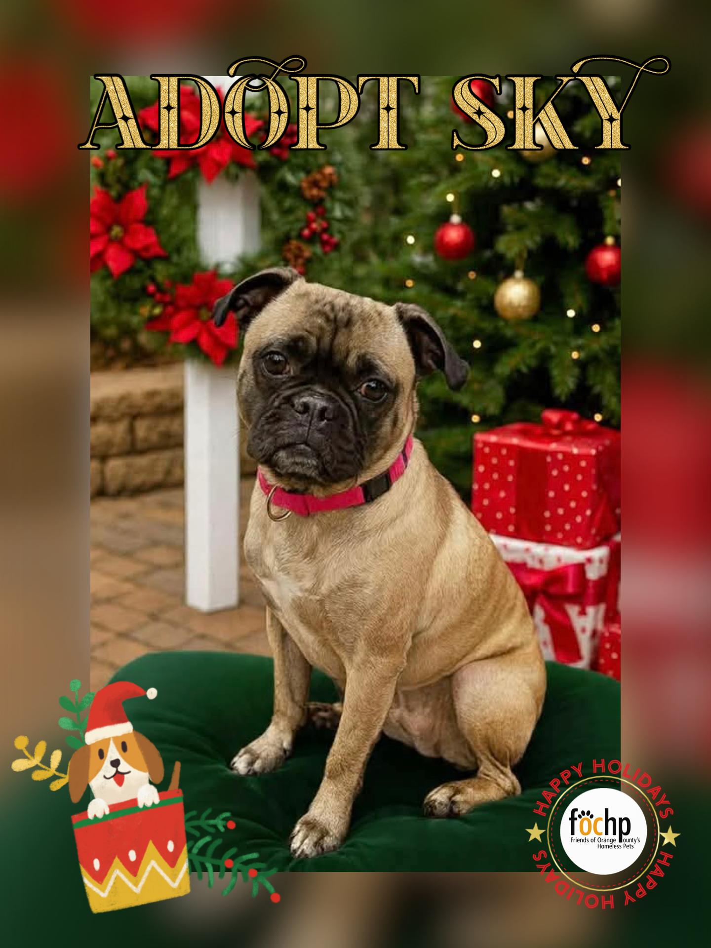 Sky, Adoptable, Adult Female Beagle & Pug.