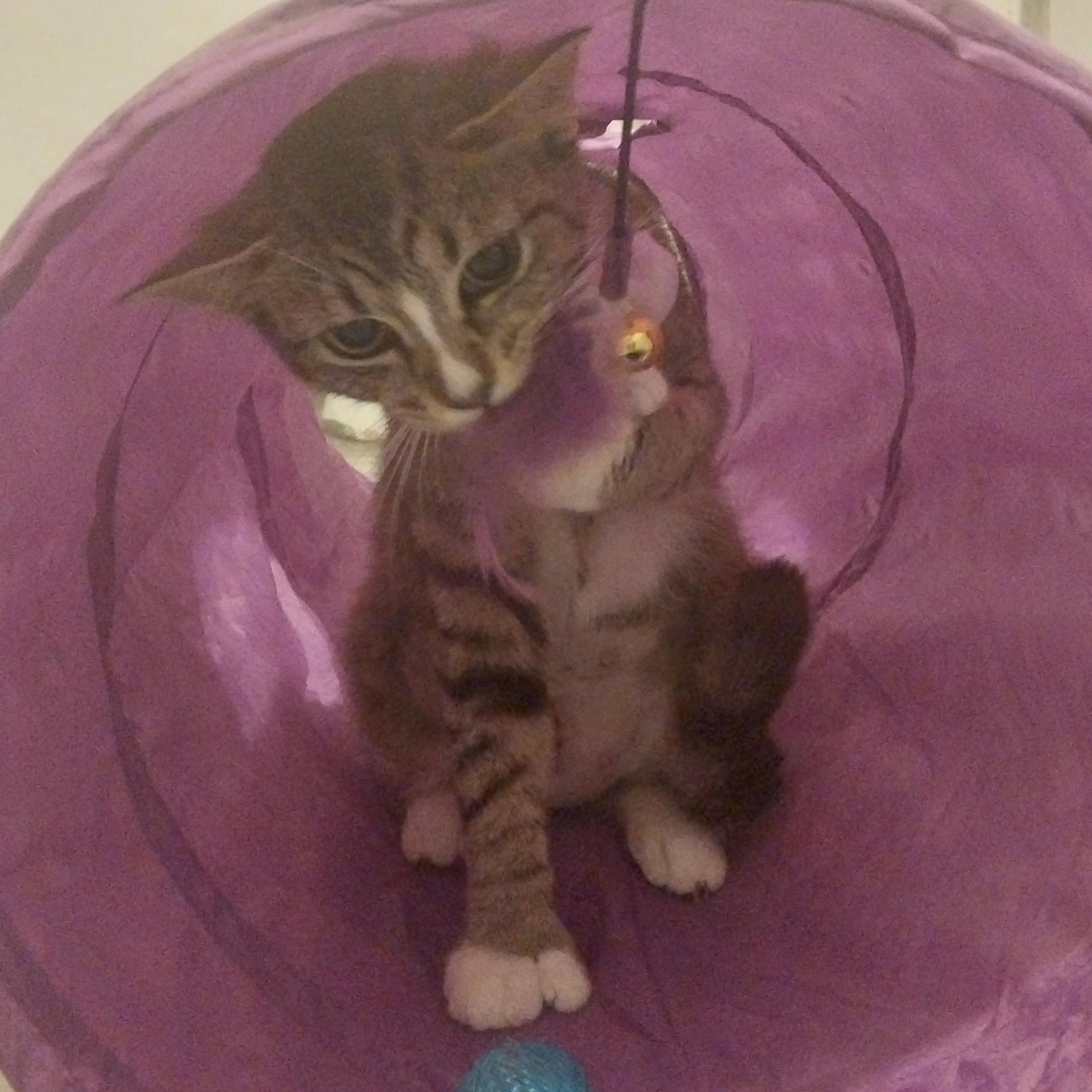 Polly photo 5