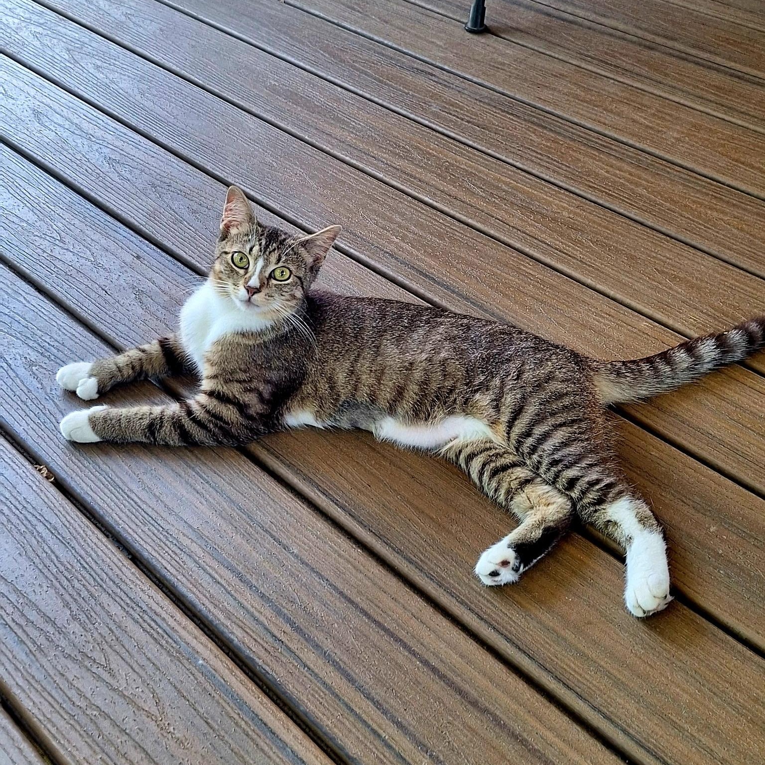 Polly photo 2