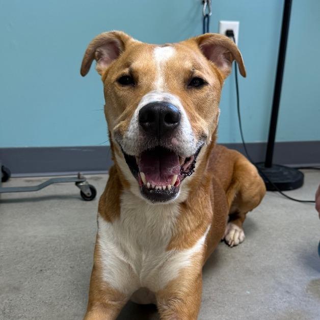 Buddy, Adoptable, Adult Male Mixed Breed.