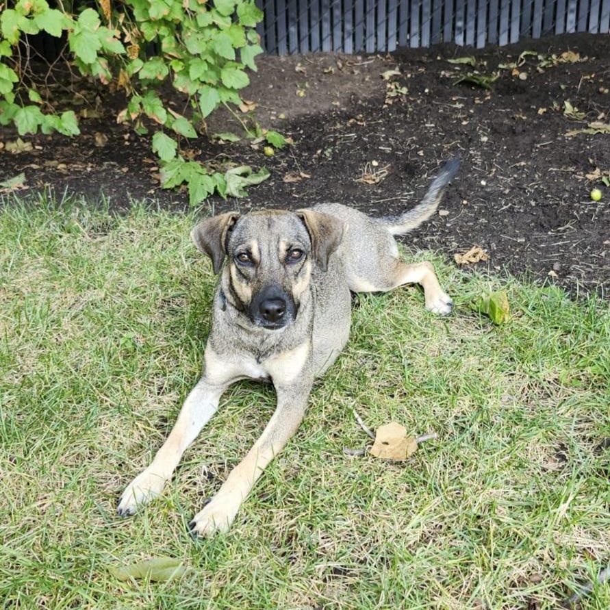 Sasha, an adoptable Sloughi, Norwegian Elkhound in Williamsburg, ON, K0C 2H0 | Photo Image 5