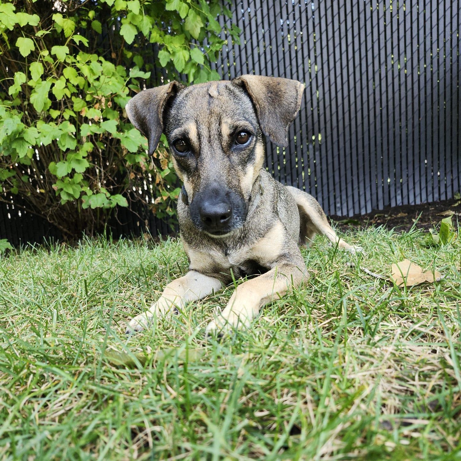 Sasha, an adoptable Sloughi, Norwegian Elkhound in Williamsburg, ON, K0C 2H0 | Photo Image 2