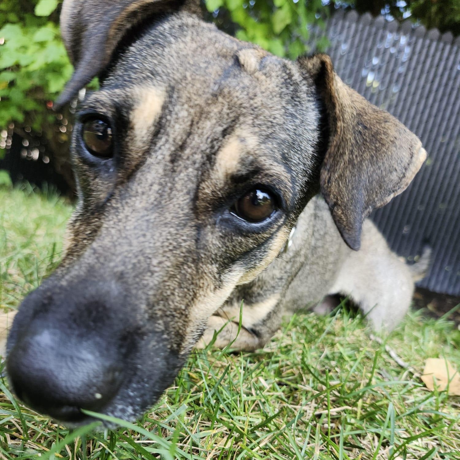 Sasha, an adoptable Sloughi, Norwegian Elkhound in Williamsburg, ON, K0C 2H0 | Photo Image 1