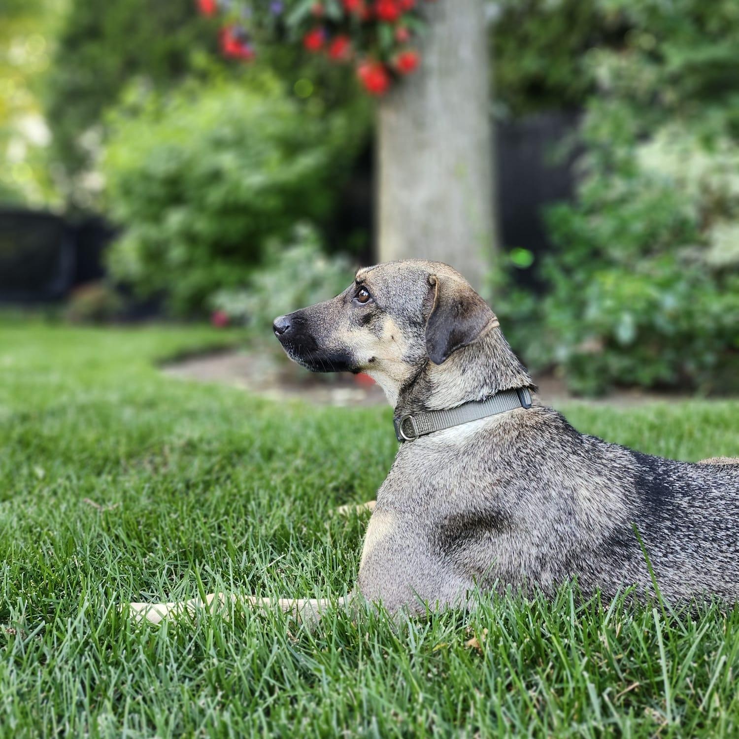 Sasha, an adoptable Sloughi, Norwegian Elkhound in Williamsburg, ON, K0C 2H0 | Photo Image 3