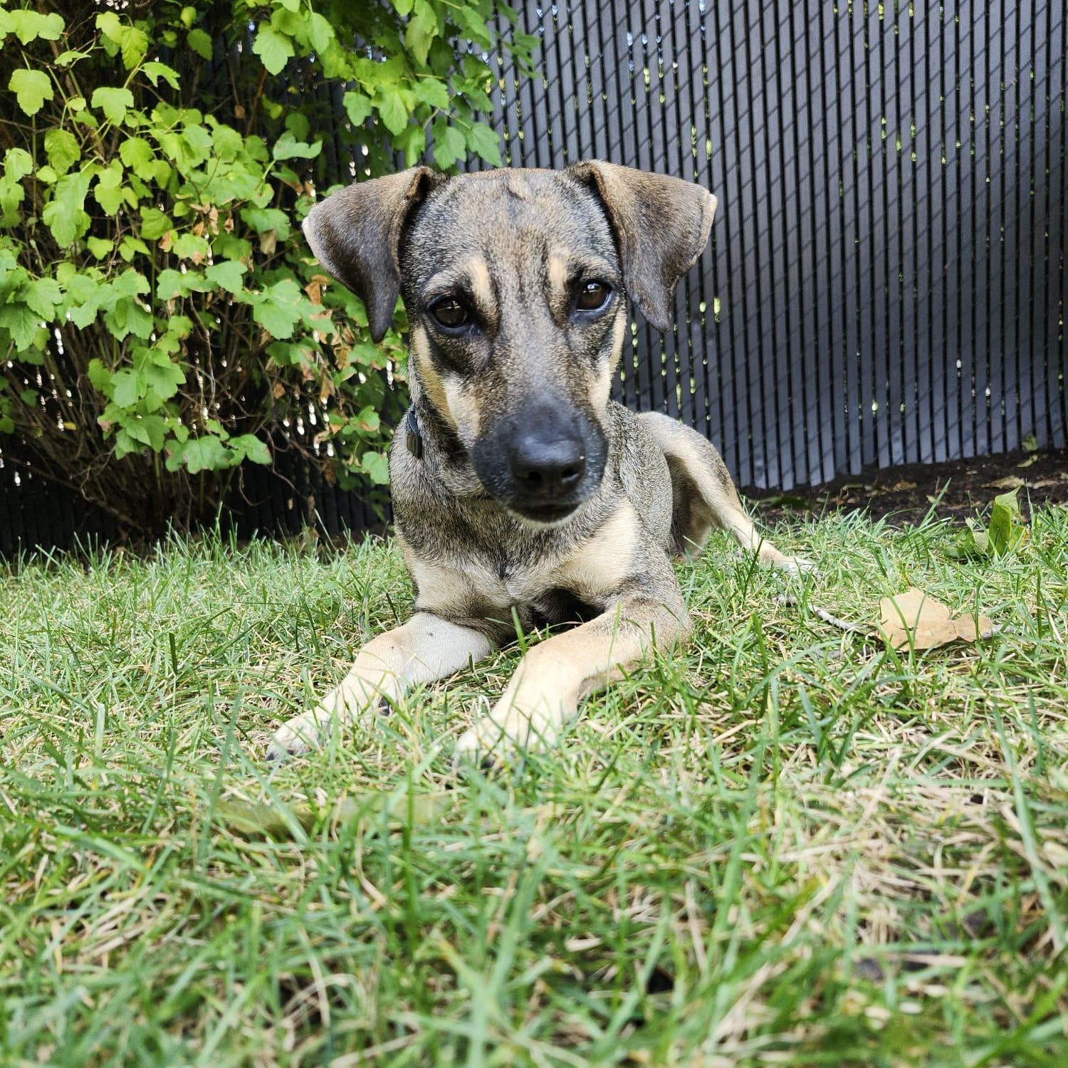 Sasha, an adoptable Sloughi, Norwegian Elkhound in Williamsburg, ON, K0C 2H0 | Photo Image 6