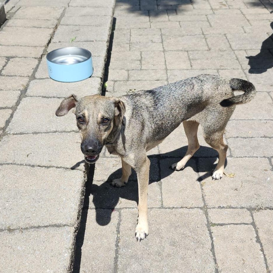 Sasha, an adoptable Sloughi, Norwegian Elkhound in Williamsburg, ON, K0C 2H0 | Photo Image 4