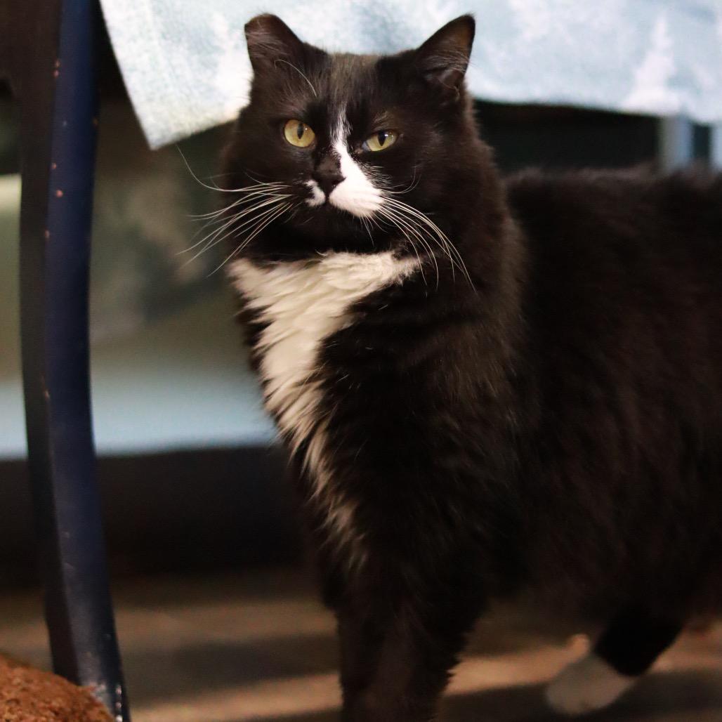 Lovey, aka MA - Bonded, Adoptable, Adult Female Domestic Long Hair.