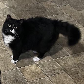 Lovey, aka MA - Bonded, a Adoptable Domestic Long Hair in Priest River, ID image 2/5