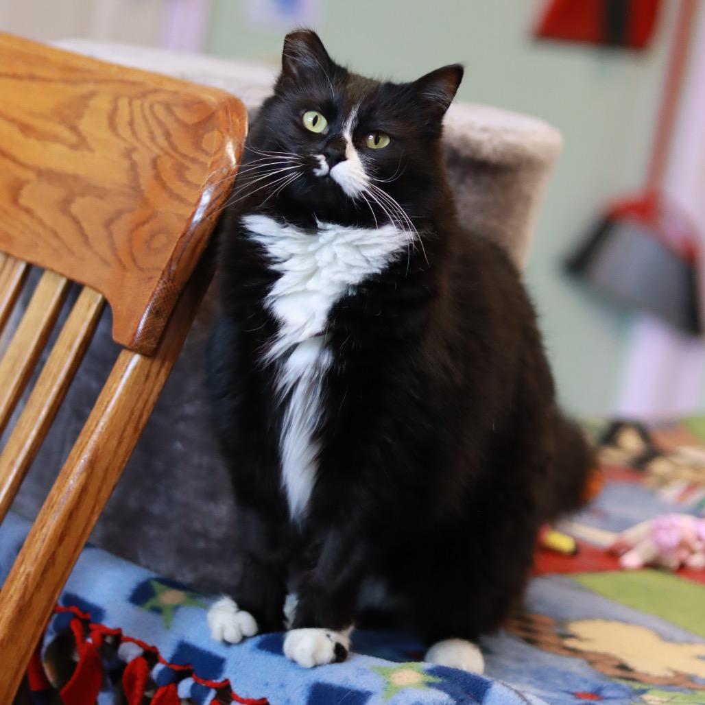 Lovey, aka MA - Bonded, a Adoptable Domestic Long Hair in Priest River, ID image 3/5
