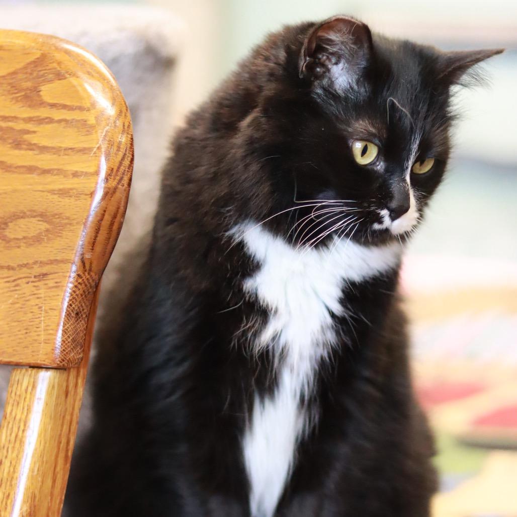 Lovey, aka MA - Bonded, a Adoptable Domestic Long Hair in Priest River, ID image 4/5