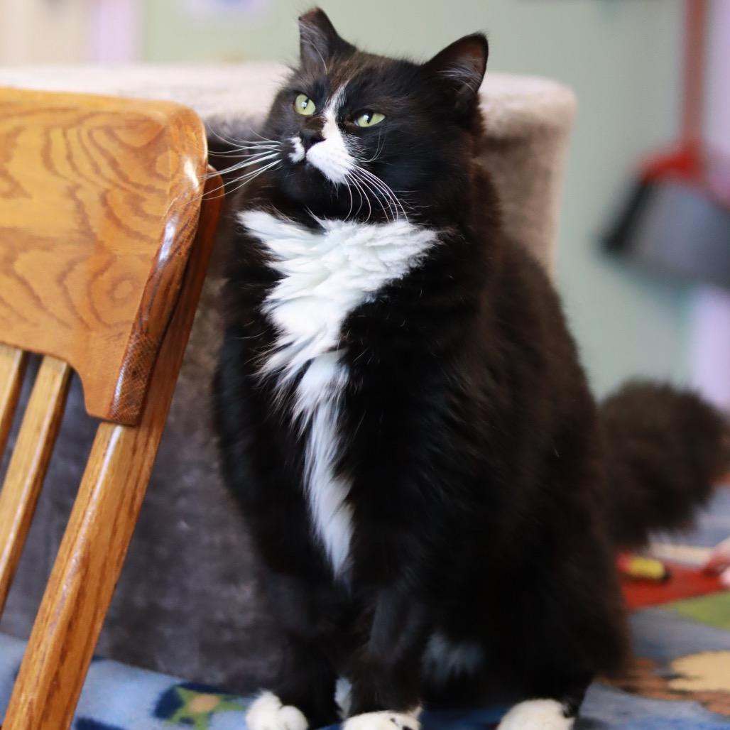 Lovey, aka MA - Bonded, a Adoptable Domestic Long Hair in Priest River, ID image 5/5
