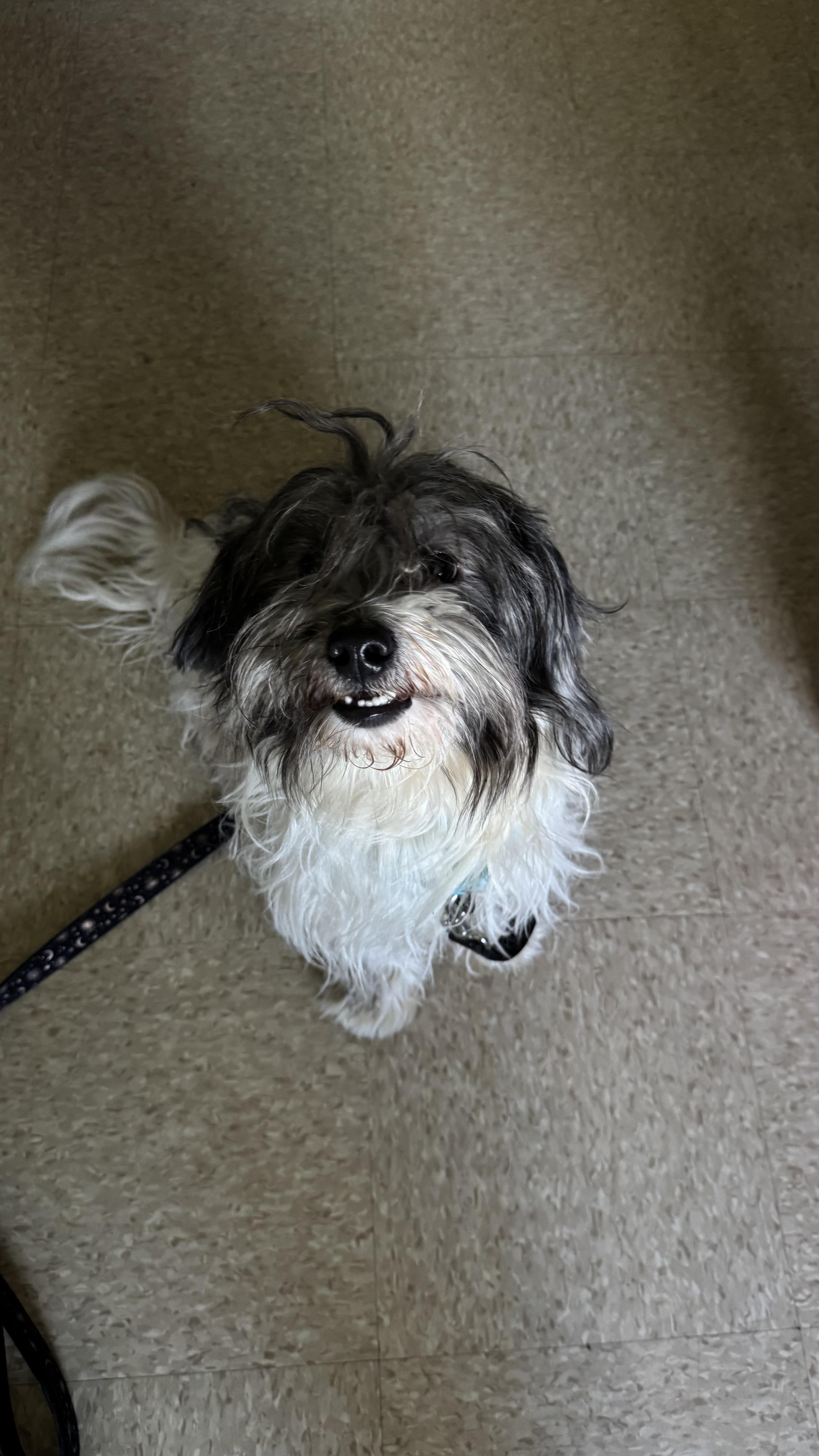 Enlarge Liam, a ADOPTABLE mixed breed in Fall River, MA image 2/3