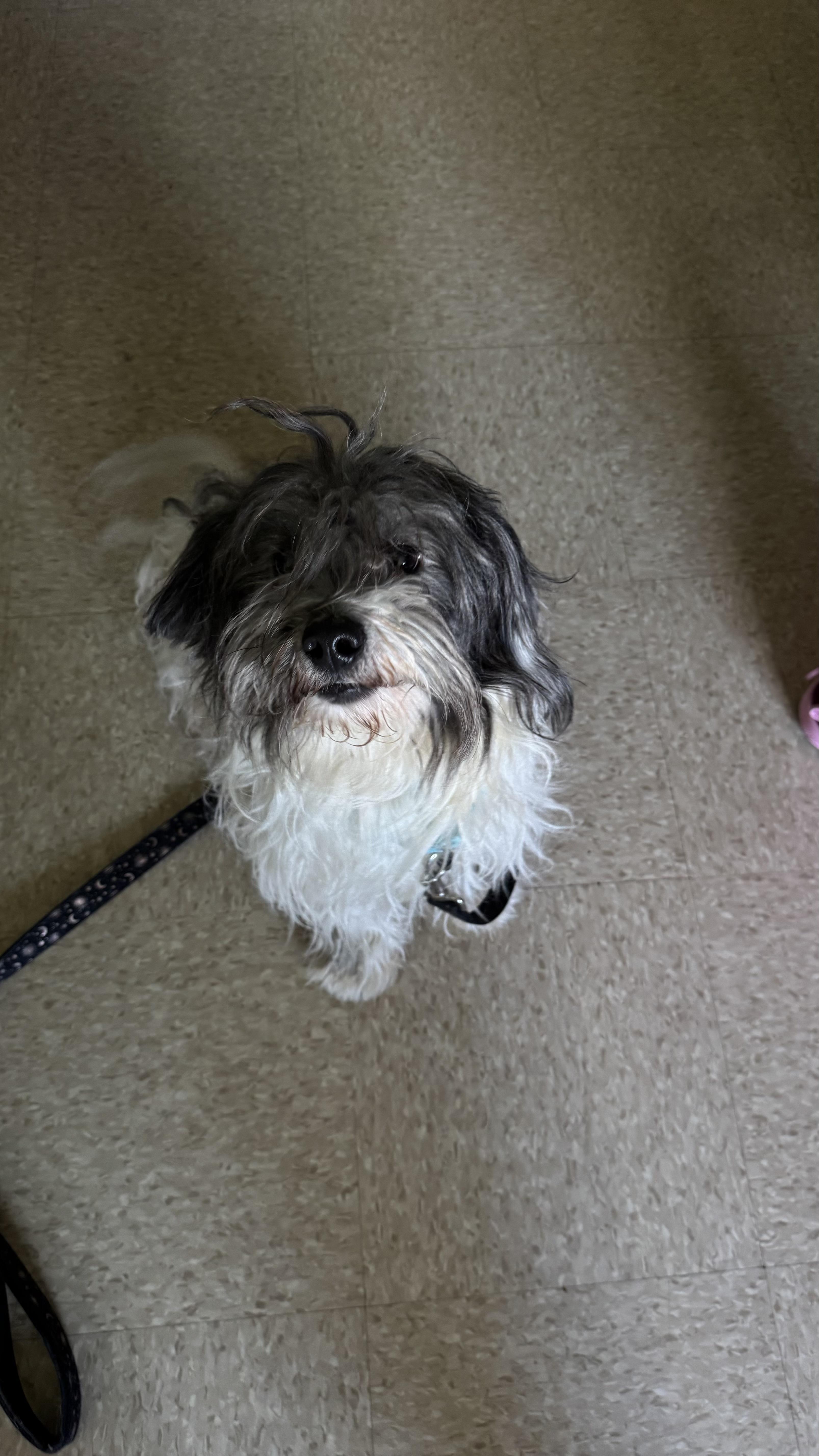 Enlarge Liam, a ADOPTABLE mixed breed in Fall River, MA image 3/3