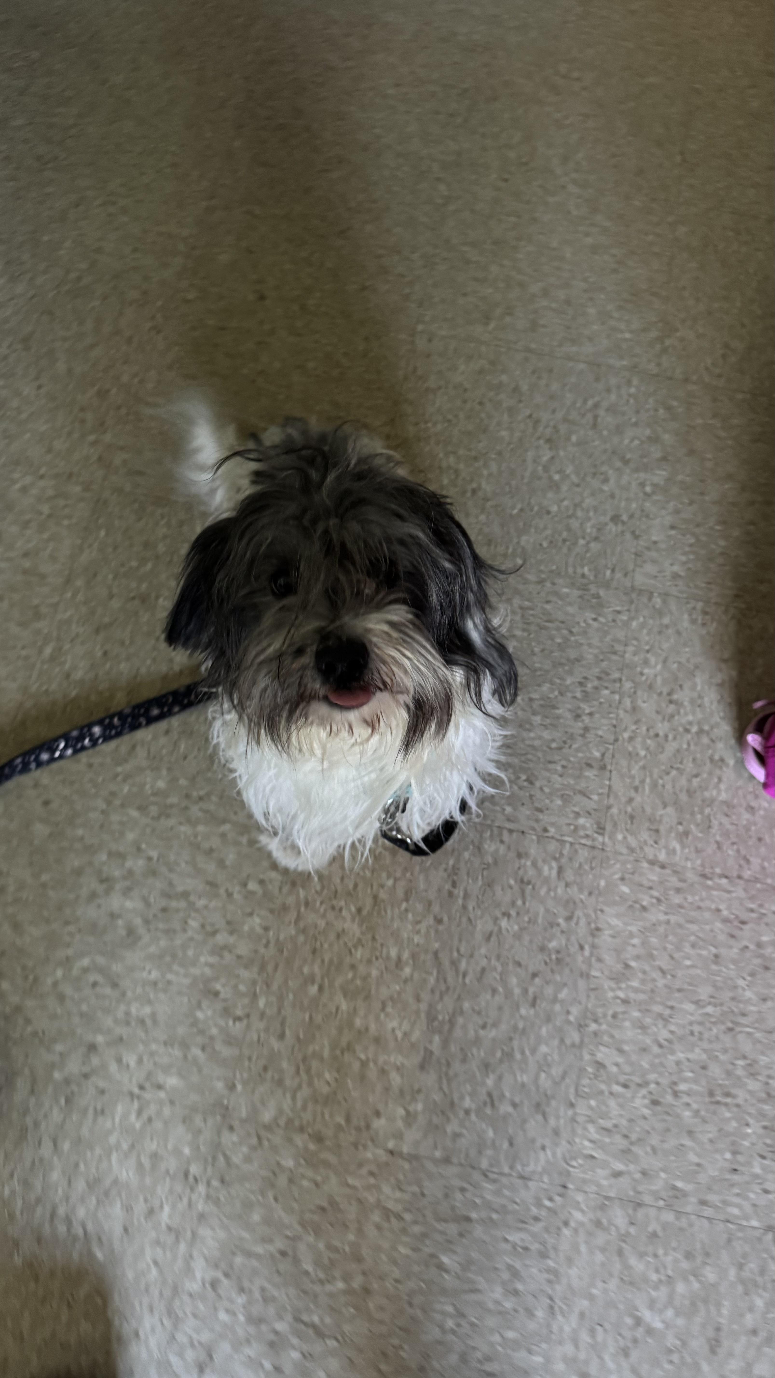 Enlarge Liam, a ADOPTABLE mixed breed in Fall River, MA image 1/3