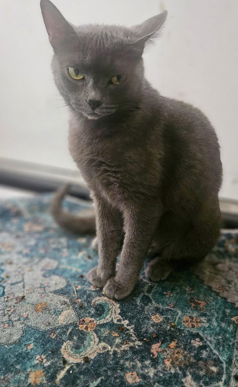 Enlarge Purcilla, a Adoptable Russian Blue in Hartsville, SC image 1/4