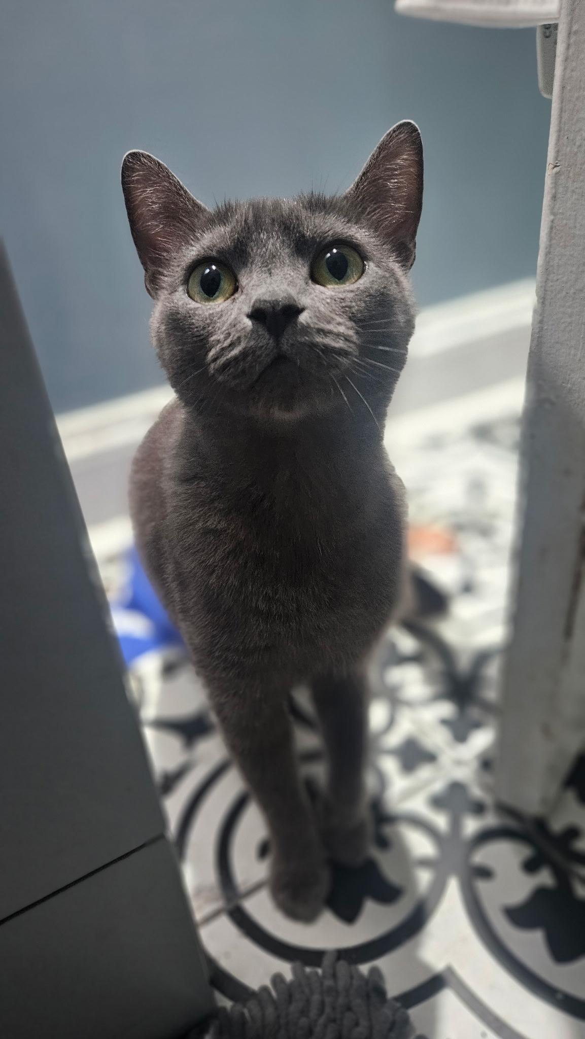 Enlarge Purcilla, a Adoptable Russian Blue in Hartsville, SC image 2/4