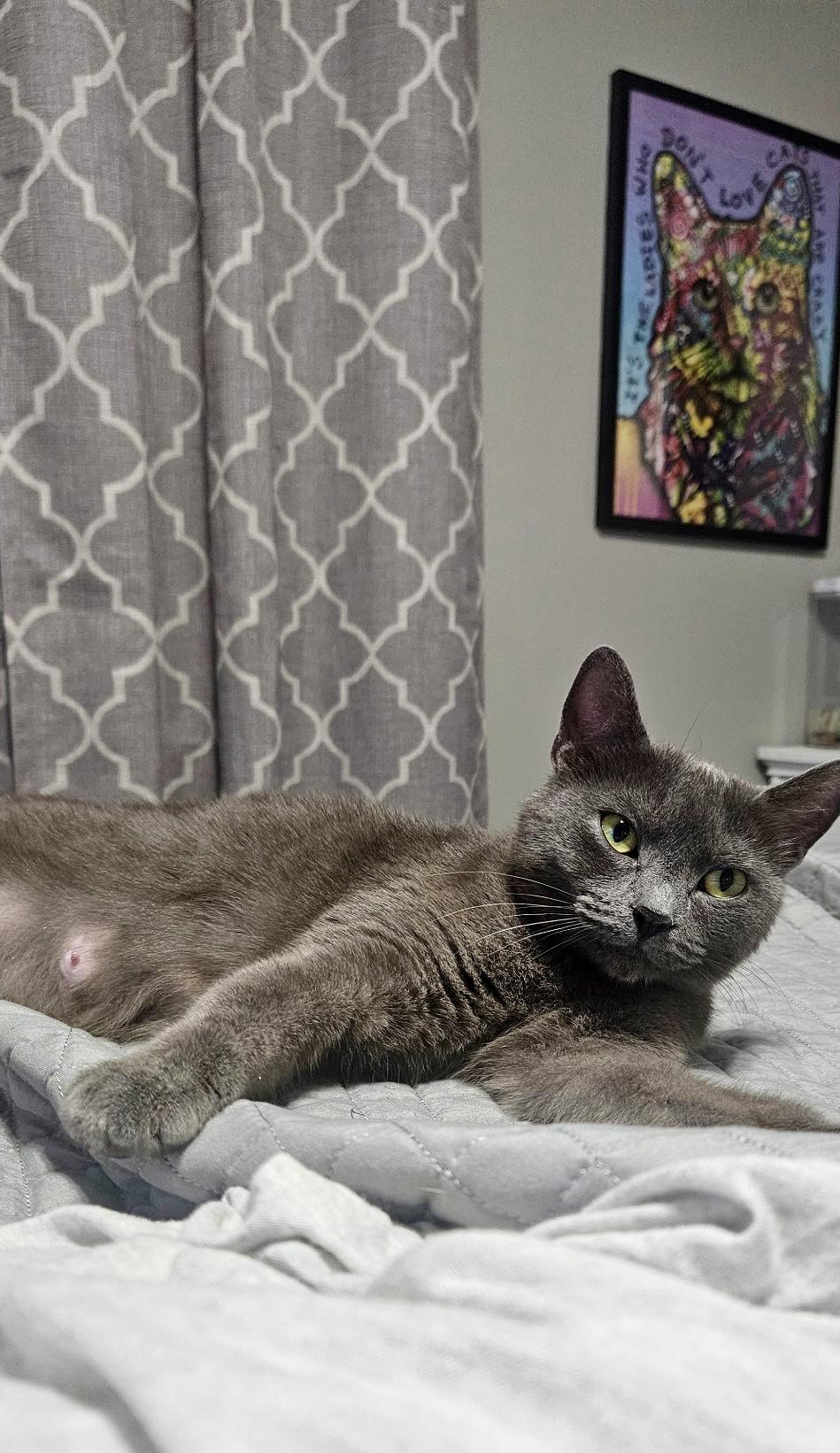 Enlarge Purcilla, a Adoptable Russian Blue in Hartsville, SC image 3/4